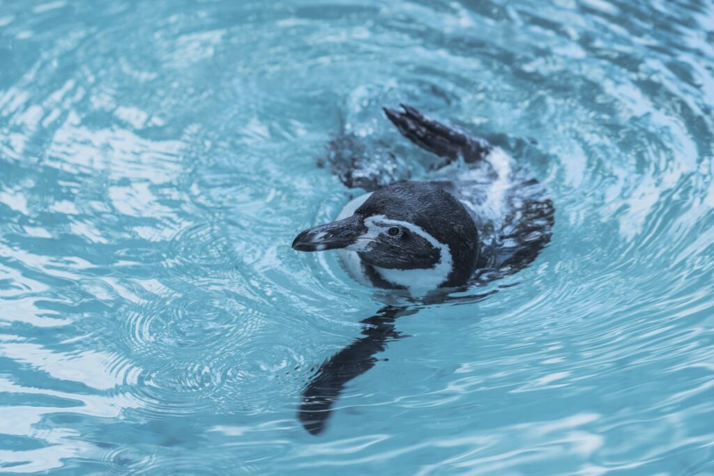 ペンギン